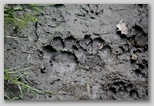 Dog and Racoon footprints