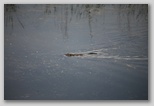 Beaver in Woods Creek