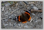 Red Admiral