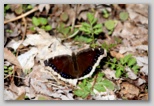 Mourning cloak