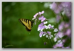 Eastern Tiger Swallowtail