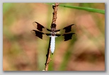 Common Whitetail