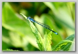 Common Bluetail Damselfly