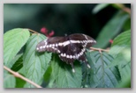 Giant Swallowtail