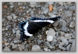 White Admiral