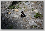 White Admiral