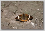 Common Buckeye