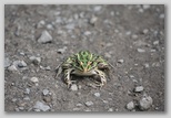 Leopard Frog