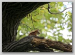 American red squirrell