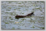 American Mink