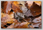 Leopard Frog