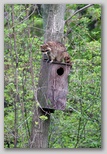 East Marsh raccoon on wood duck(?) nesting box