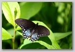 Spicebush Swallowtail