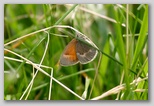 Common Ringlet