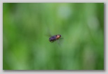 Hover Fly