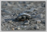 Hatchling(?) painted turtle