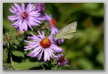 Cabbage White