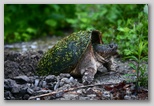 Snapping turtle laying eggs