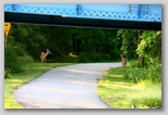 Deer by North Bridge