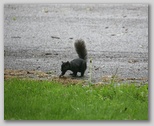 A black morph grey squirrel