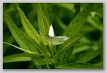 Cabbage White