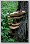 Multiple levels of shelf fungus