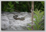 Garter snake