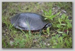 Painted Turtle