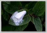 Fall Webworm