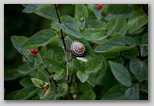 Banded wood snail or Grovesnail